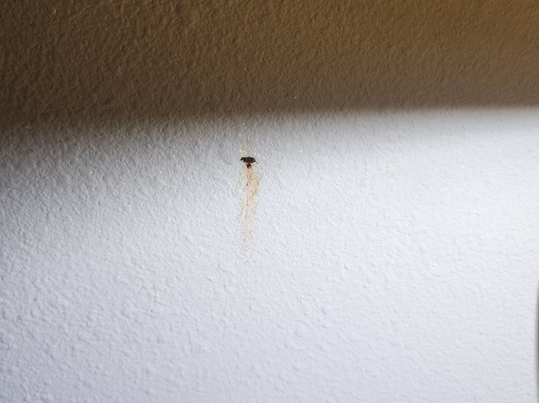 Super 8 by Wyndham Adrian主图