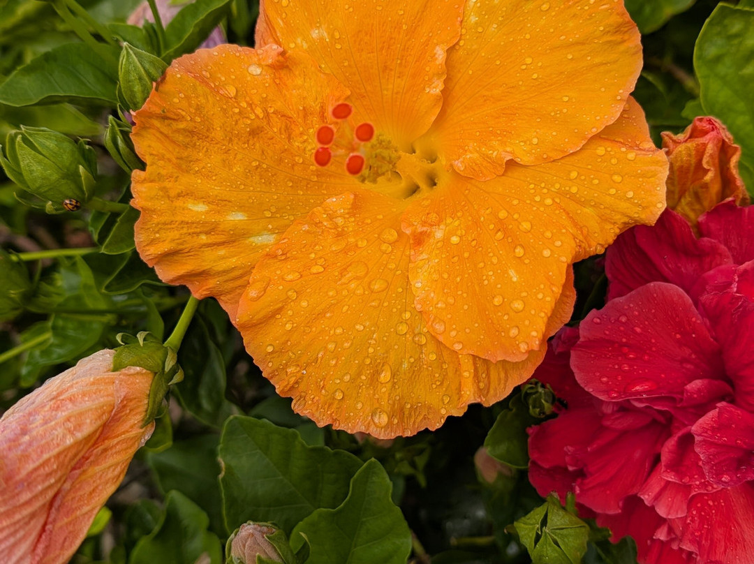 Hibiscus Regal主图