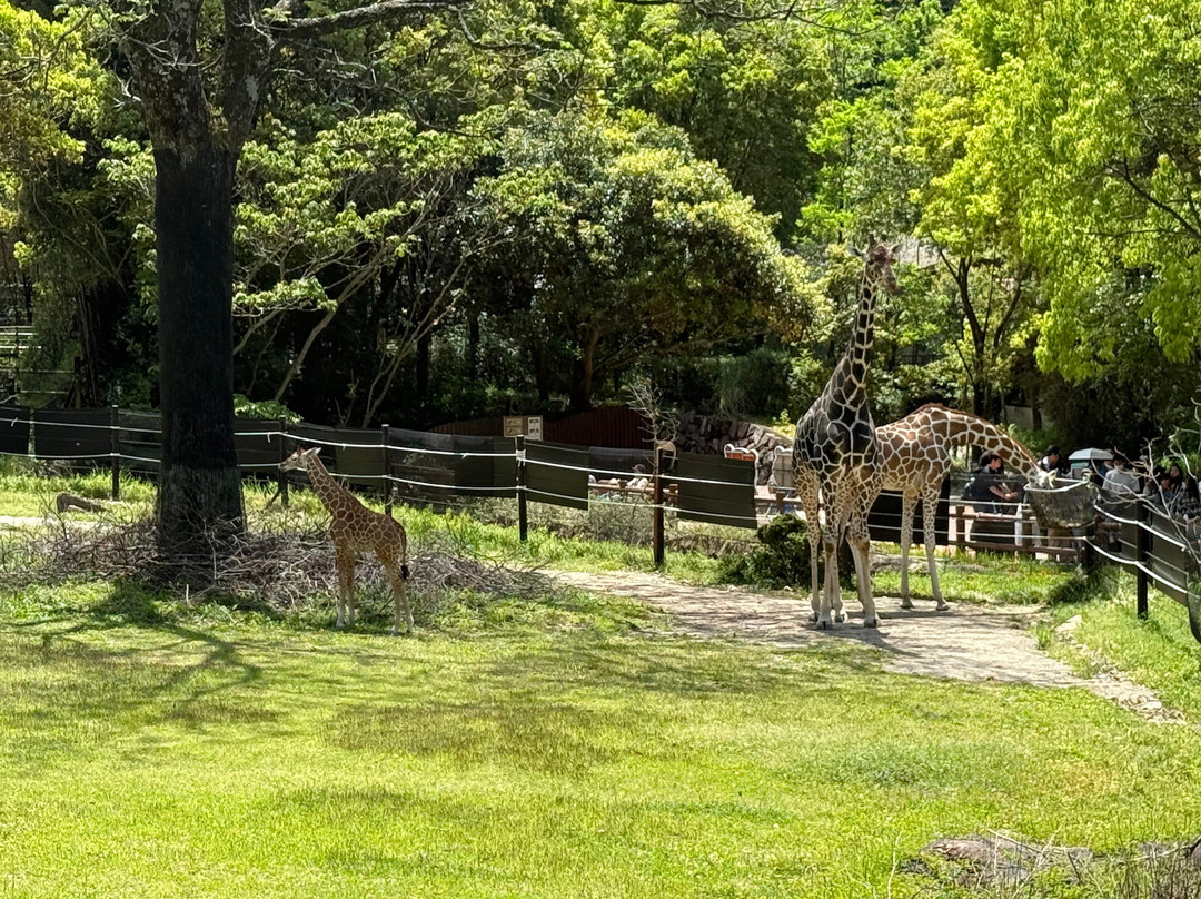 Noichi Zoological Park of Kochi Prefecture-香南市必去景点