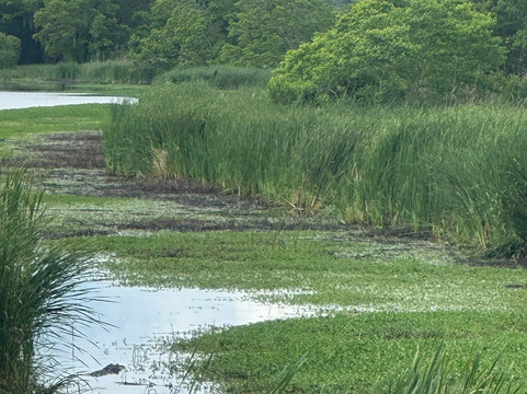 Middleton Place Equestrian Center-查尔斯顿必去景点