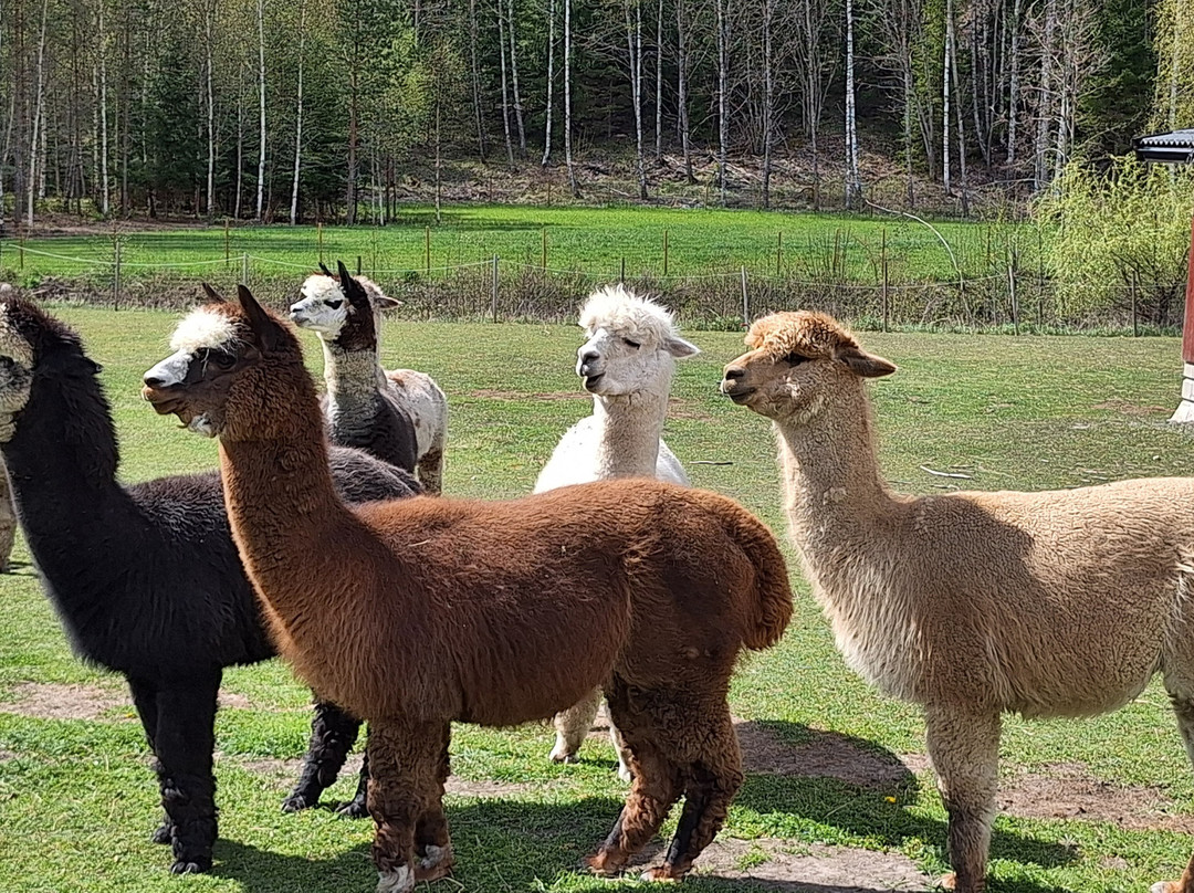 Far from standard alpaca-Jarna必去景点
