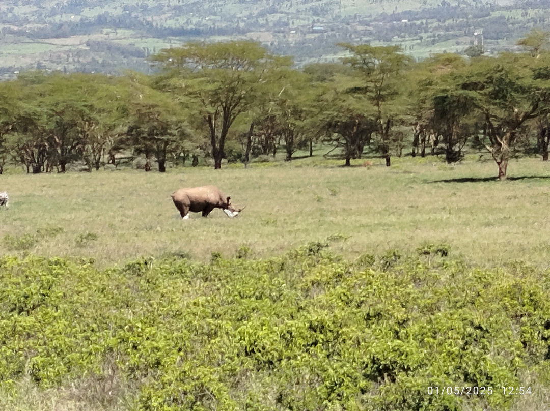 Azizi Africa Luxury Safaris-Karen必去景点