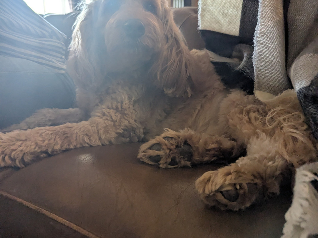 The Windmill Inn主图