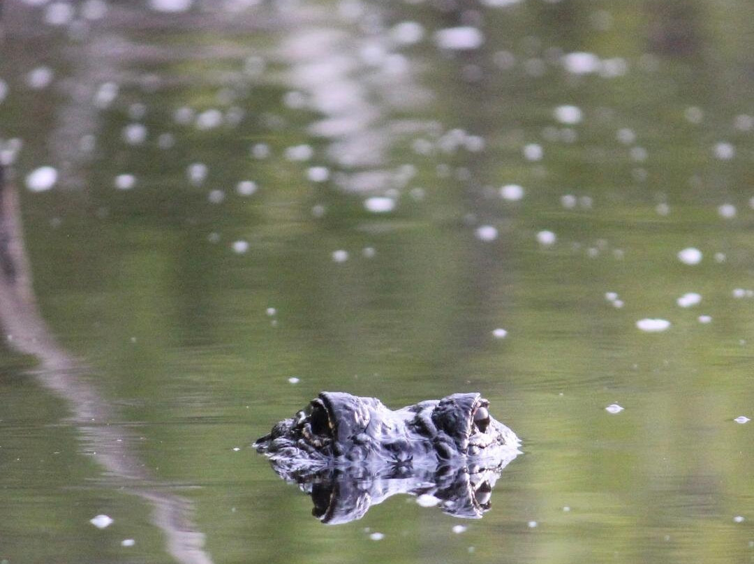 Everglades Adventure Tours-奥乔皮必去景点