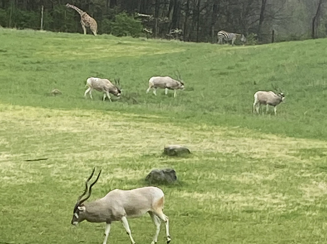 Binder Park Zoo-Battle Creek必去景点