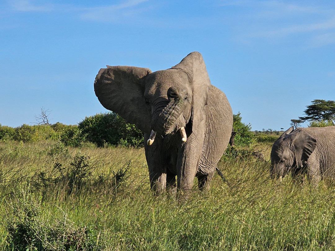 Olare Orok Conservancy-马赛马拉国家野生动物保护区必去景点