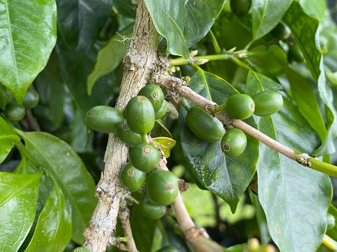 雷鸣山咖啡种植园-凯鲁瓦-柯纳必去景点