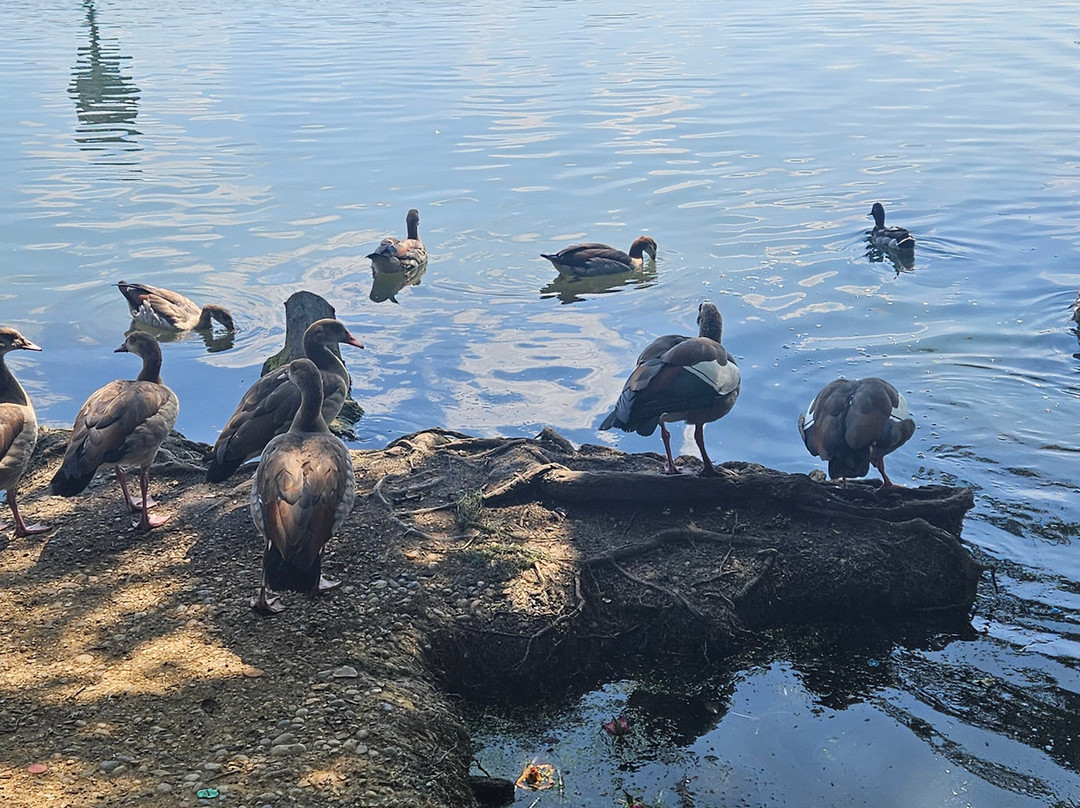 Brent Reservoir (Welsh Harp) Canalside-伦敦必去景点