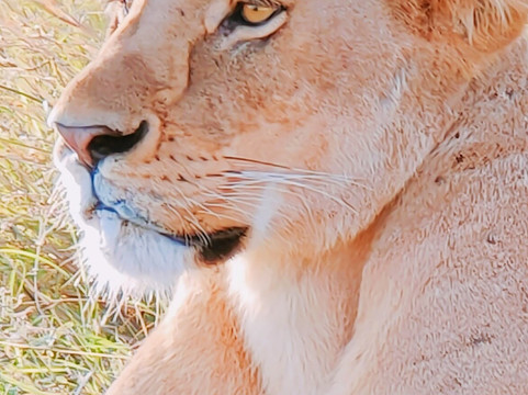 Afrika Geographic Safaris Ltd-Dar es Salaam必去景点