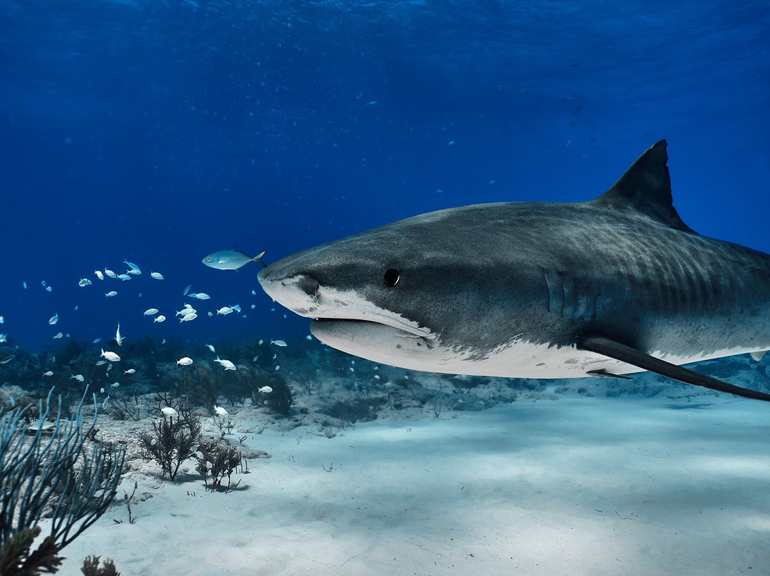 Epic Diving-West End必去景点