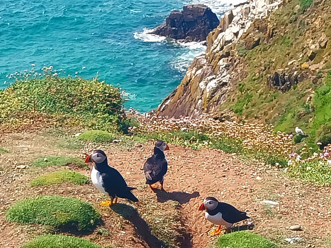 Saltee Islands-Kilmore Quay必去景点