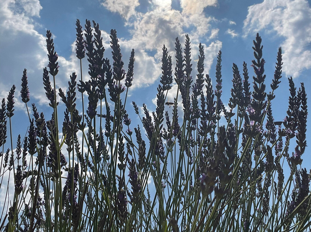 Village de Montclus-Montclus必去景点