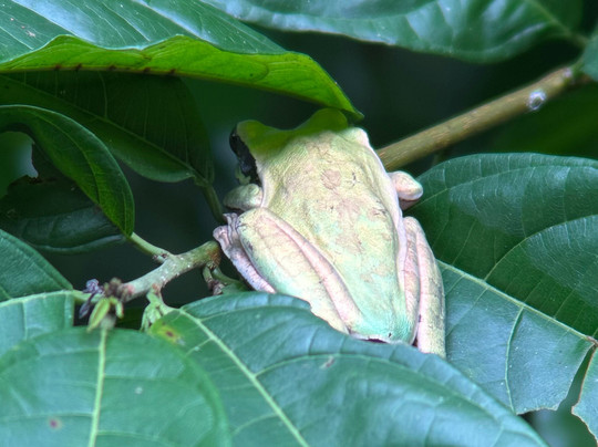 Manuel Antonio AdvenTour-哥斯达黎加安东尼奥国家公园必去景点