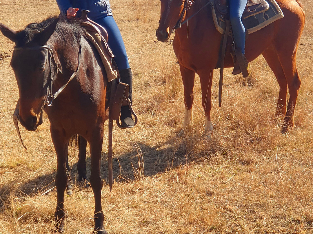 Diamond X Cowboy Ranch-Rayton必去景点