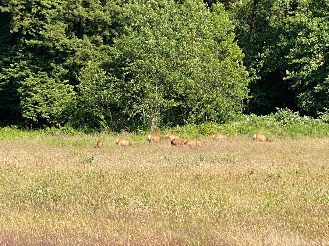 Prairie Creek Redwoods State Park-Orick必去景点