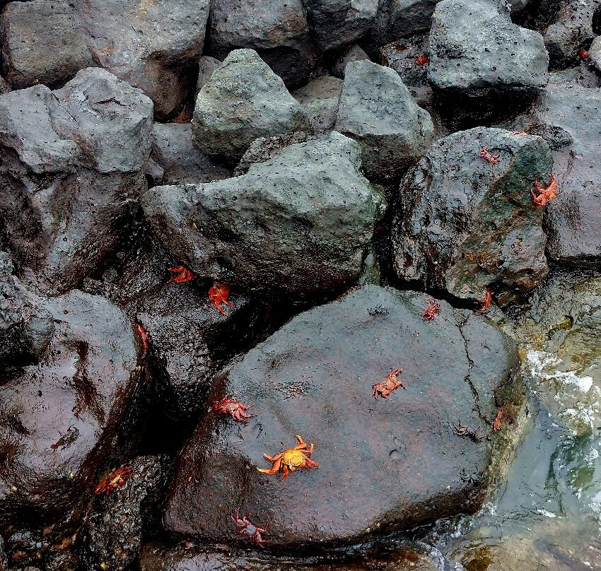 Playa de los Perros-阿约拉港必去景点