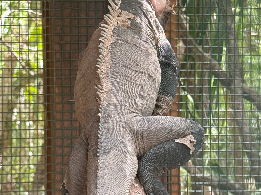 Stingray City-安提瓜必去景点