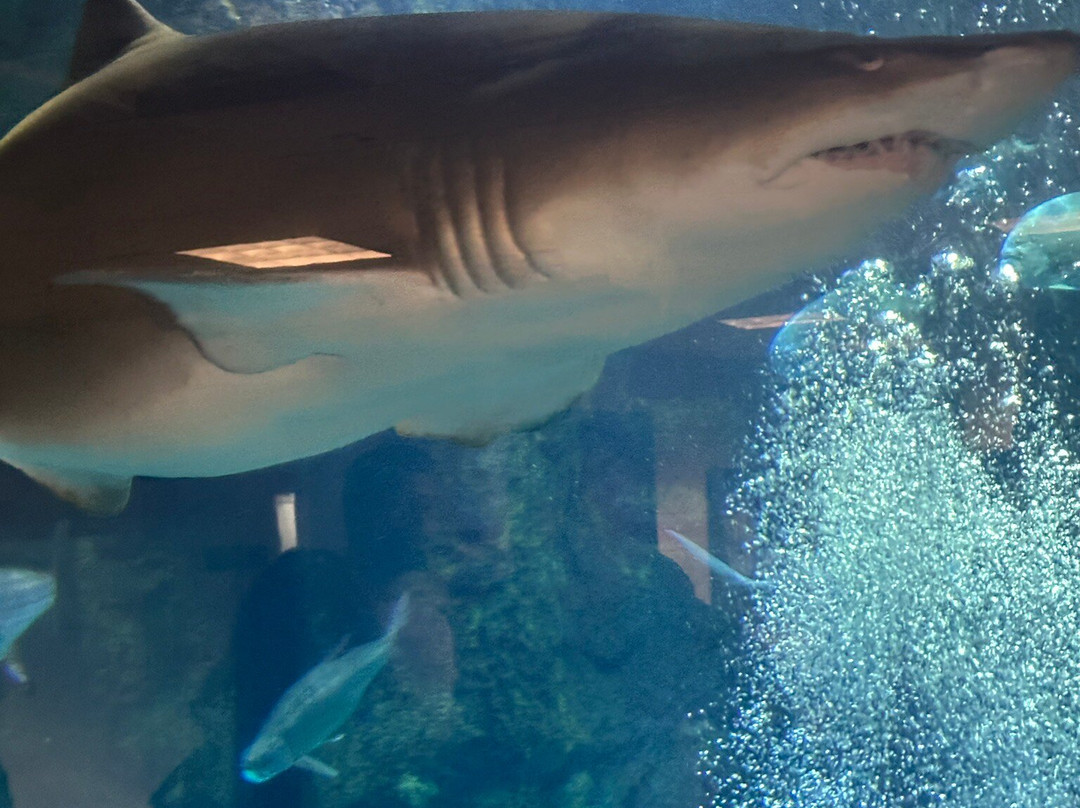 North Carolina Aquarium at Fort Fisher-Kure Beach必去景点