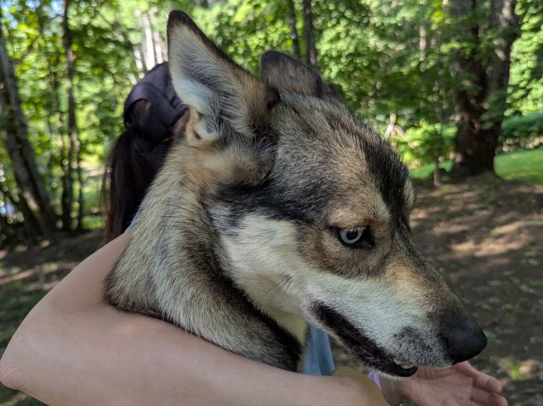 Måsek's Kennel-Sagmyra必去景点