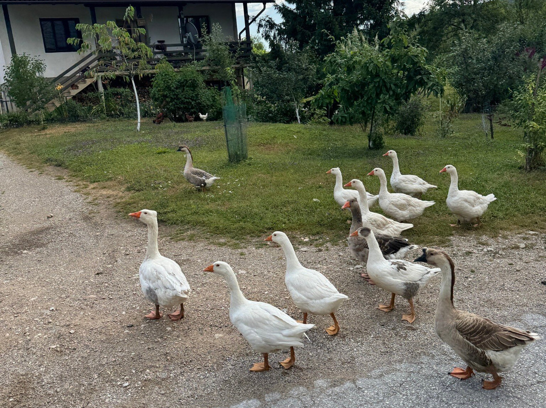 普利特维察河滨住宿加早餐旅馆主图