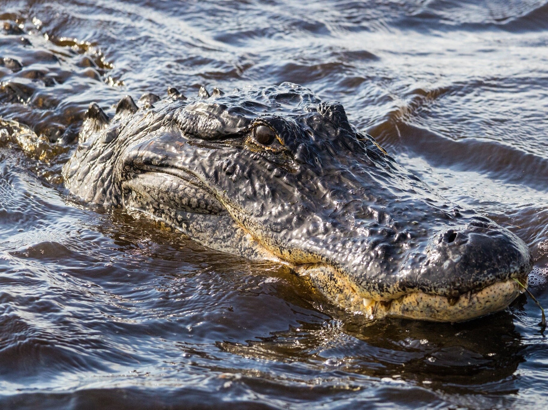 A St Johns River Airboat Tour-Christmas必去景点