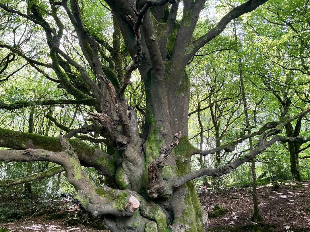 Barna Woods-戈尔韦必去景点
