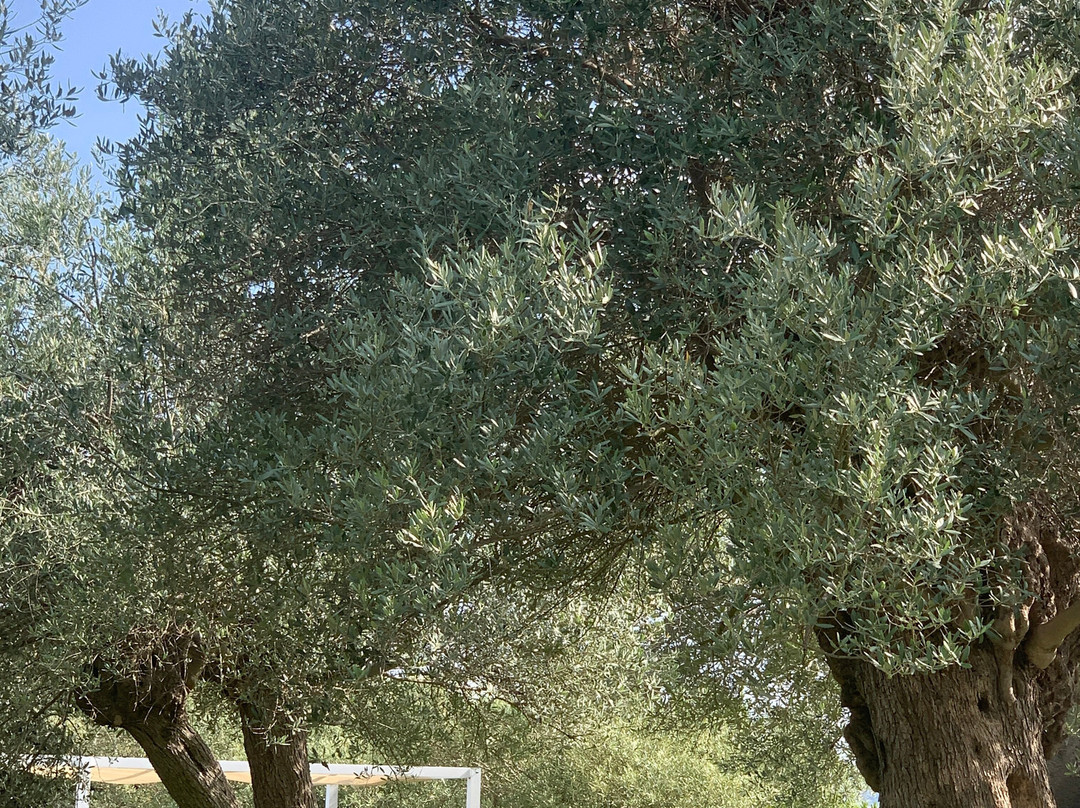 Agriturismo La Mela di Venere主图