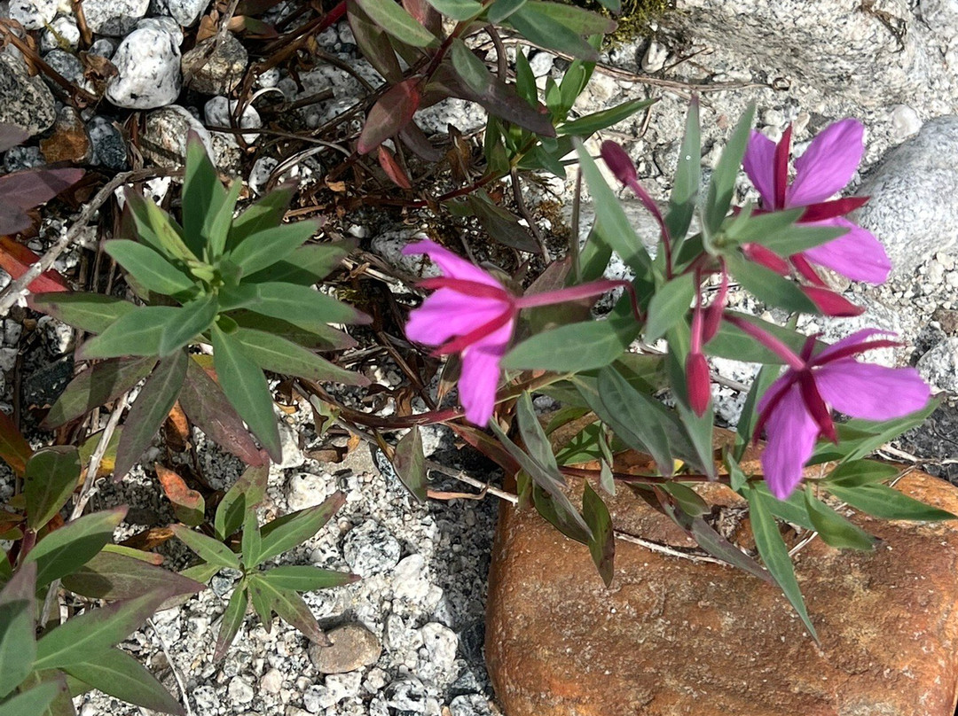 Alaska Vistas-Wrangell必去景点