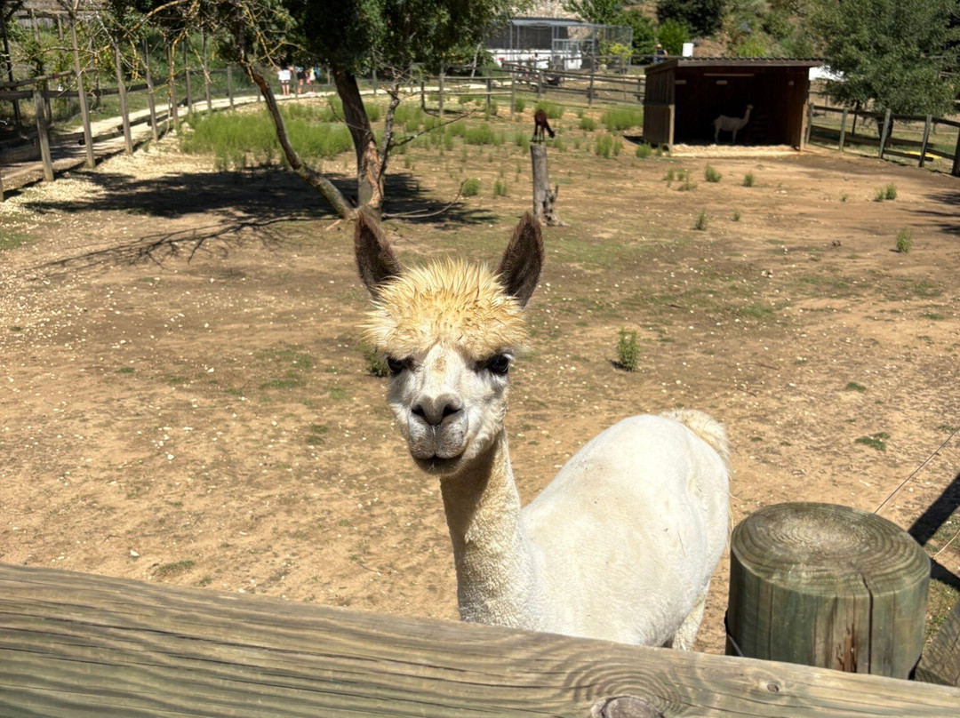 Parc Animalier des Gorges de l'Ardeche-Vagnas必去景点