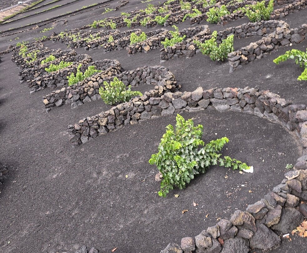 Bodega La Geria-La Geria必去景点