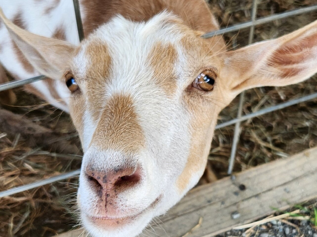 Plumpton Park Zoo-Rising Sun必去景点