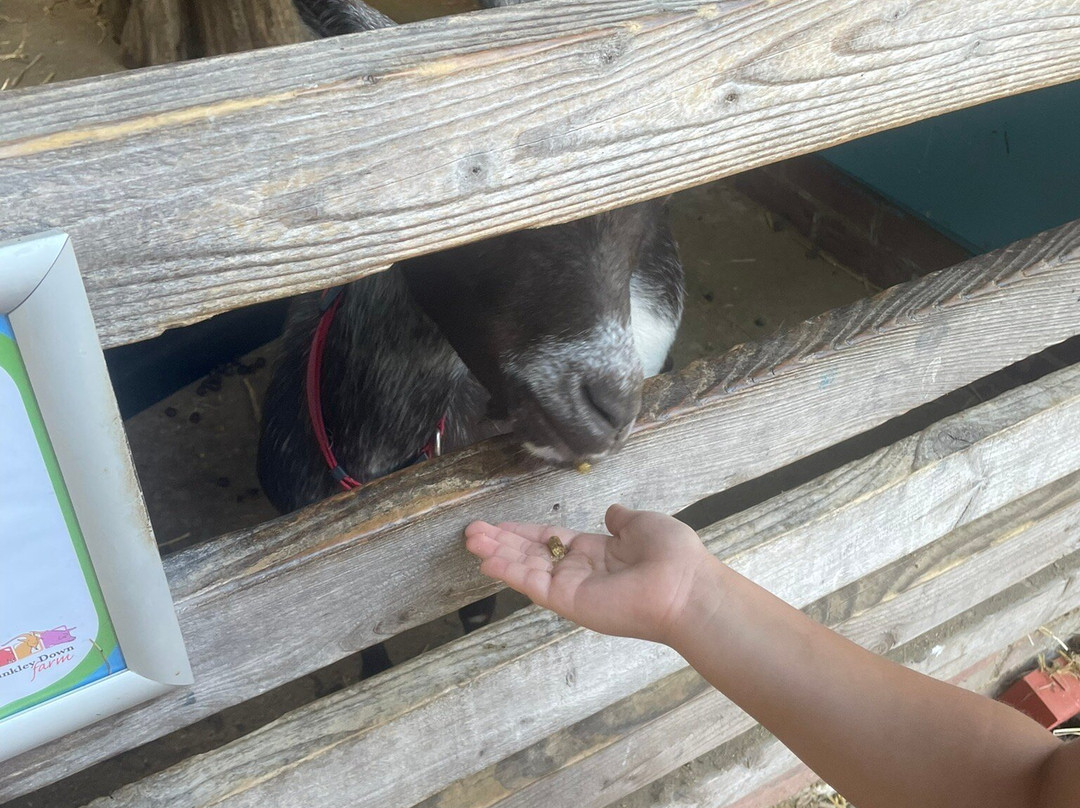 Finkley Down Farm-Andover必去景点