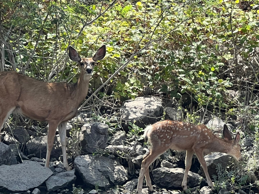 Snake Dancer Excursions-Clarkston必去景点