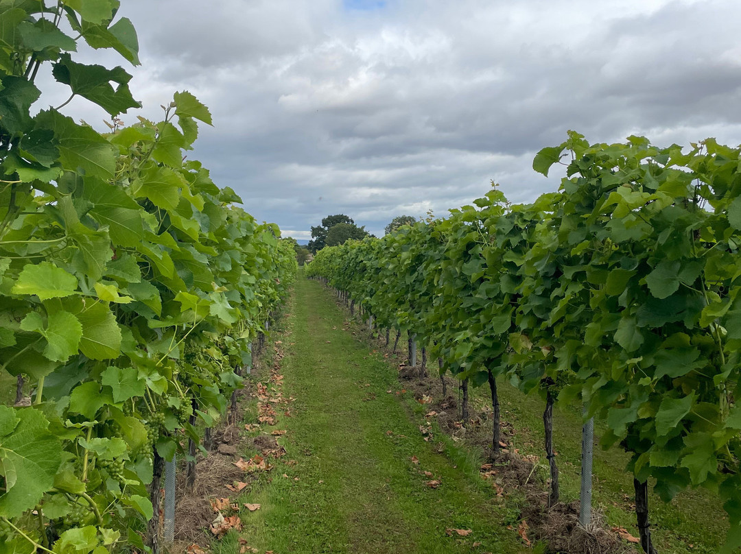 Dunesforde Vineyard-约克必去景点