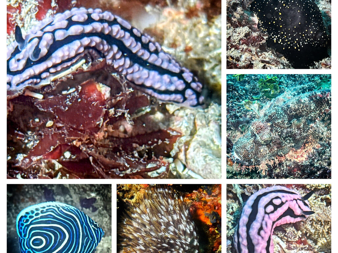 Scuba Duka-迪亚尼必去景点