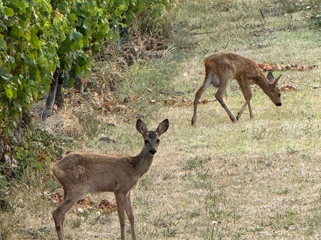 Vandenbeld Wines B&B主图