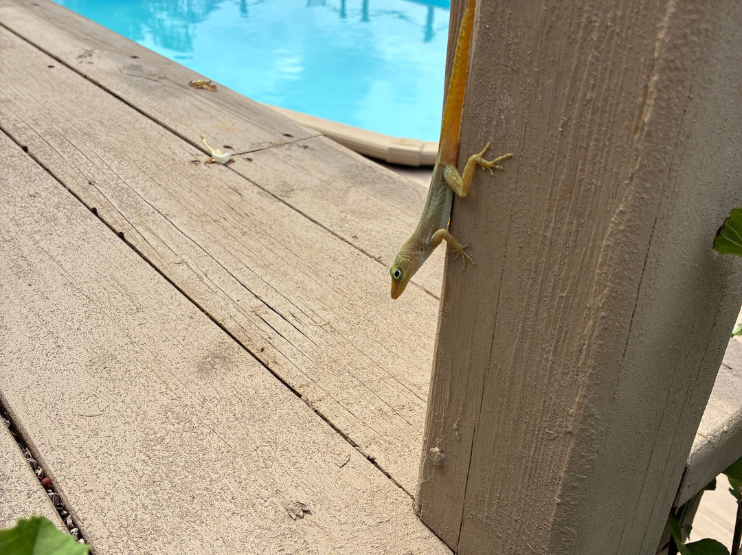 Villa Margarita主图