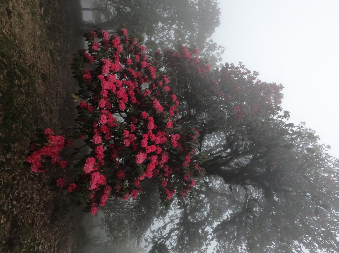 Varsey Rhododendron Sanctuary-West Sikkim必去景点