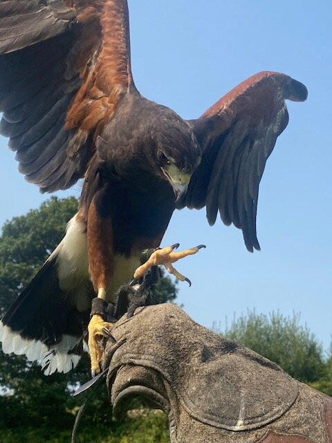 North Devon Hawk Walks-South Molton必去景点