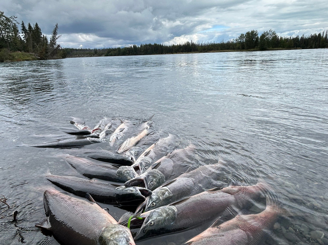 Kenai Kingpin Sportfishing-索尔多特纳必去景点