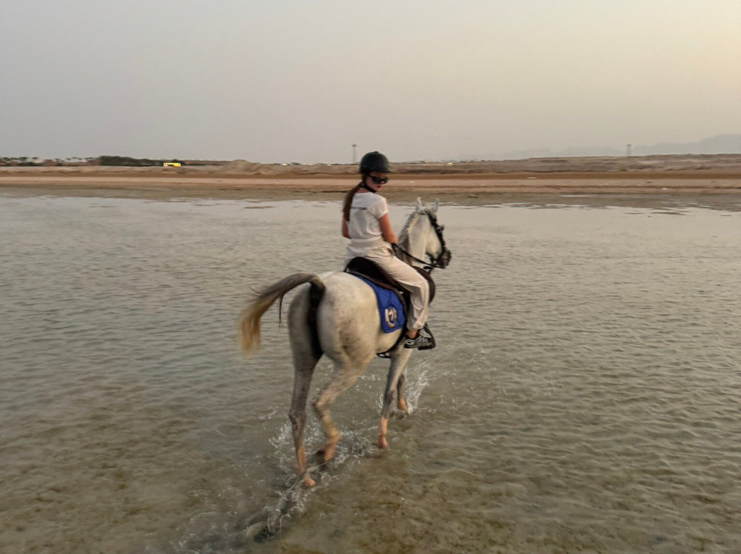 Gamila Stable Club Horse and Camel Riding-马卡迪湾必去景点