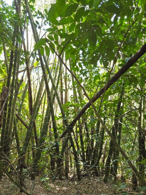 Cânion Do Rio Salobra-Bodoquena必去景点