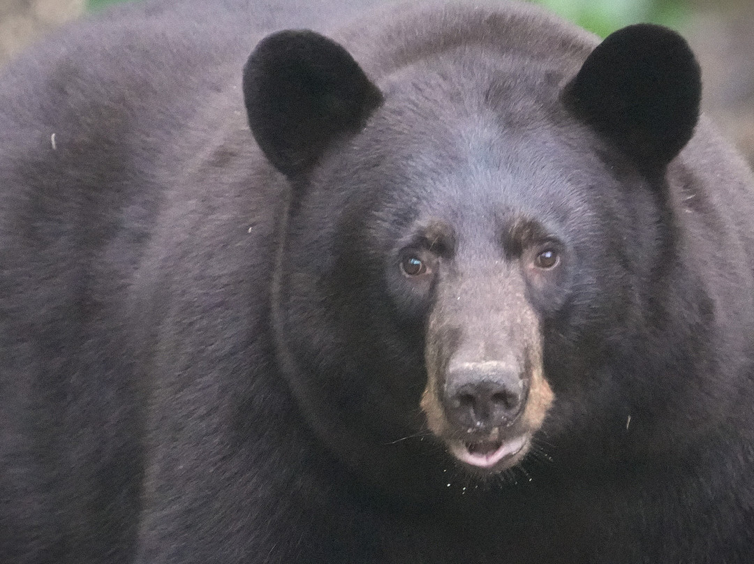 Vince Shute Wildlife Sanctuary-Orr必去景点