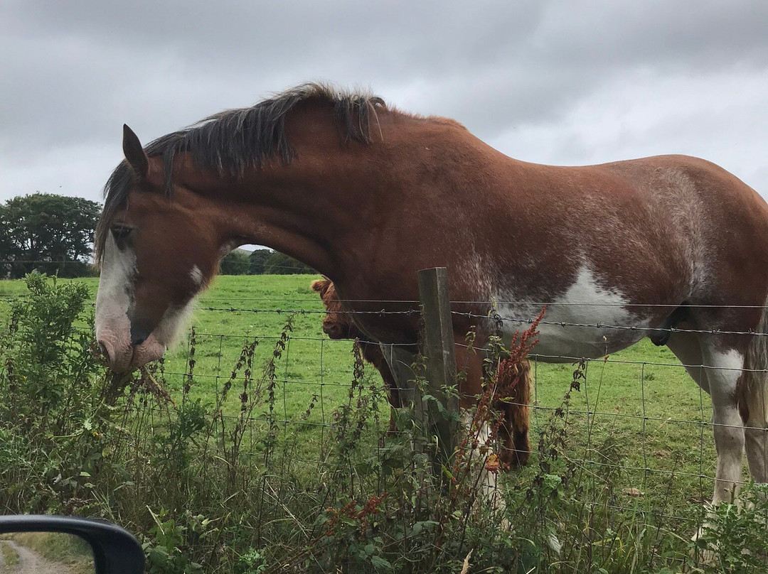 Peggyslea Clydesdales-Penicuik必去景点