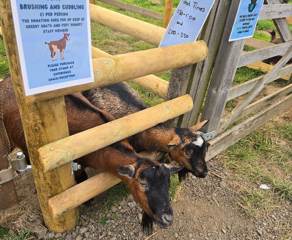 The Meadows Farm-卡菲利必去景点