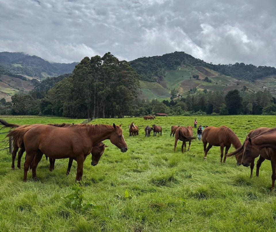 Haras Cerro Punta-Cerro Punta必去景点