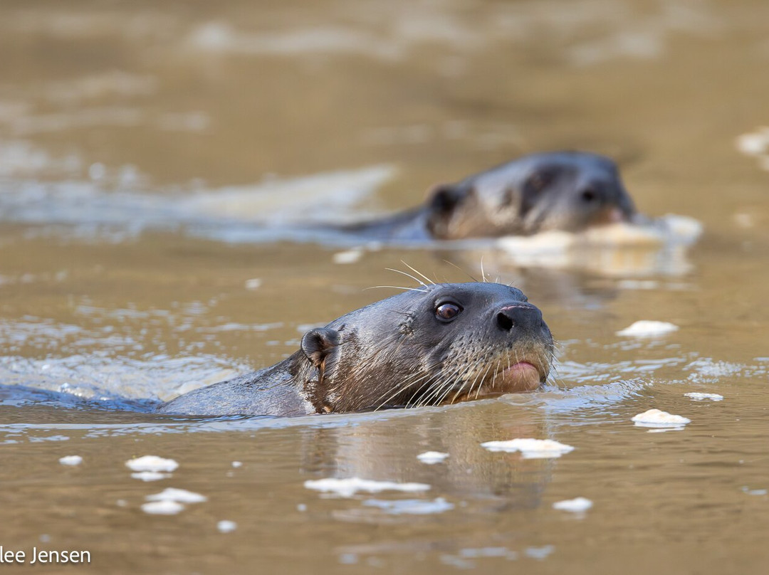 Olsen Photo Tours - Wildlife Experiences-Porto Jofre必去景点