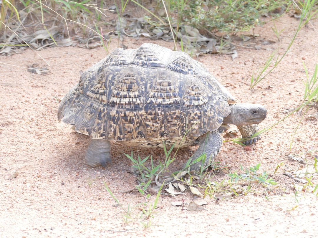 Mkhuze Game Reserve-莫库斯必去景点