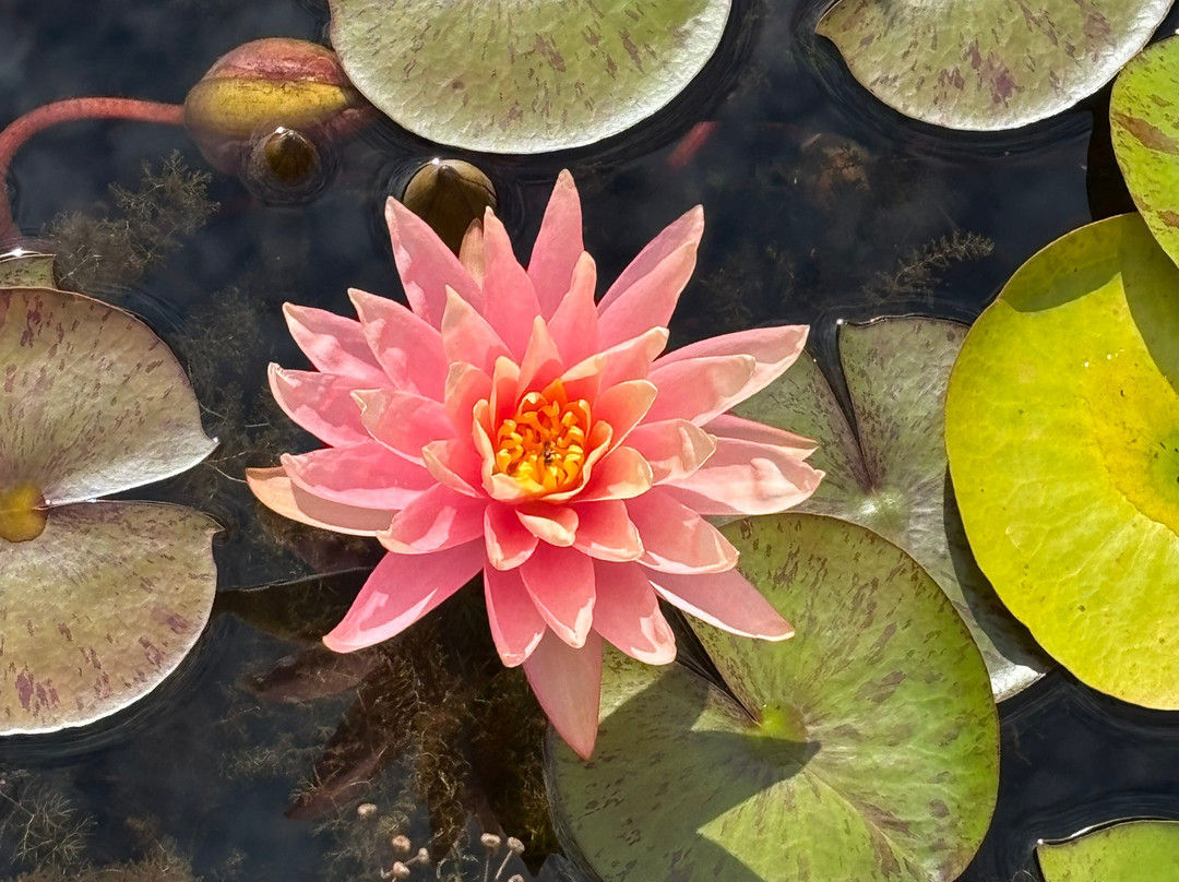 Les Jardins D'eau-Carsac-Aillac必去景点