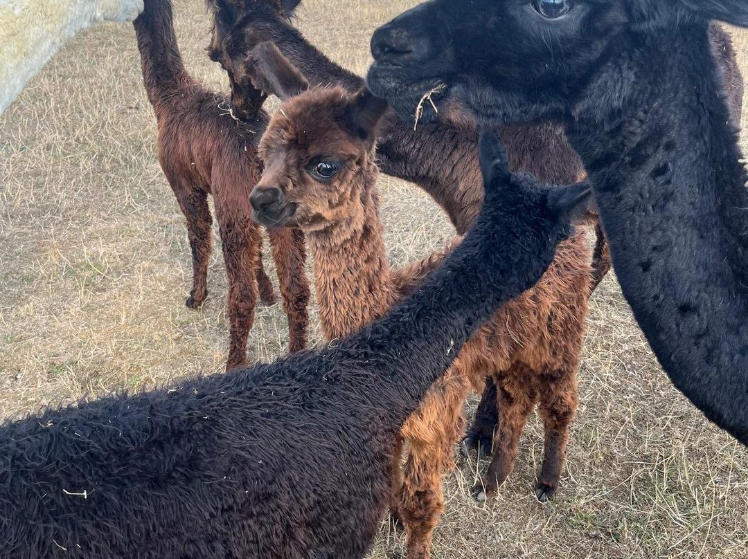 Cotswold Vale Alpacas-伊夫舍姆必去景点